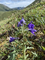 Delphinium brachycentrum
