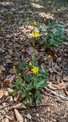 Hieracium laevigatum