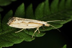 Plutella porrectella