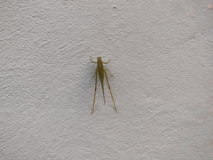 Microcentrum syntechnoides