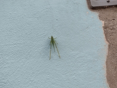 Microcentrum syntechnoides