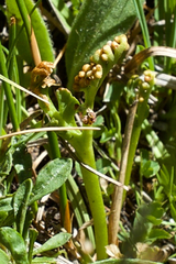 Botrychium ascendens