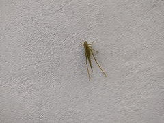 Microcentrum syntechnoides