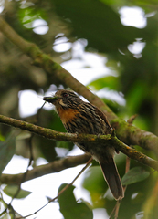 Malacoptila fulvogularis