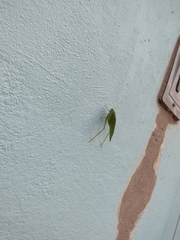Microcentrum syntechnoides