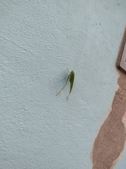 Microcentrum syntechnoides