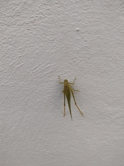 Microcentrum syntechnoides
