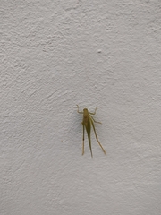 Microcentrum syntechnoides