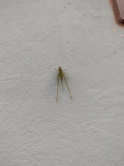 Microcentrum syntechnoides