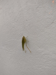 Microcentrum syntechnoides
