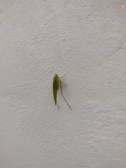 Microcentrum syntechnoides