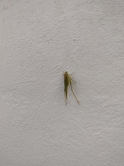 Microcentrum syntechnoides