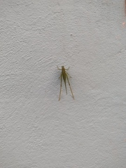 Microcentrum syntechnoides