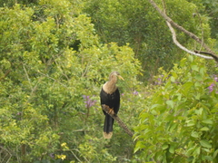 Anhinga anhinga