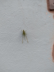 Microcentrum syntechnoides
