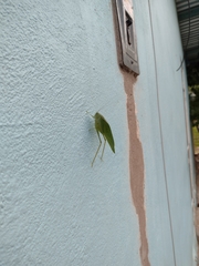 Microcentrum syntechnoides