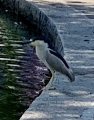 Nycticorax nycticorax
