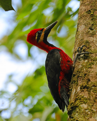 Campephilus haematogaster