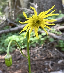Senecio amplectens amplectens