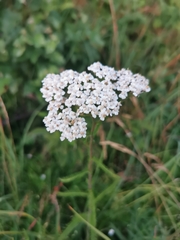 Achillea millefolium