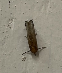 Phyprosopus callitrichoides