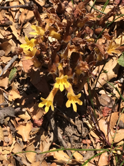 Aphyllon franciscanum