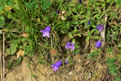 Campanula sibirica