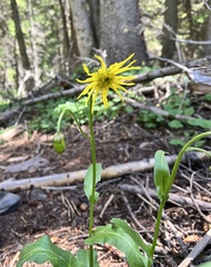 Senecio amplectens amplectens