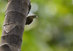 Anabacerthia striaticollis