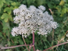 Angelica sylvestris