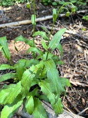 Senecio amplectens amplectens
