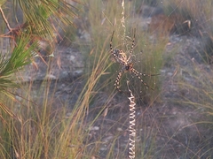 Argiope lobata