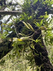 Prosthechea pterocarpa