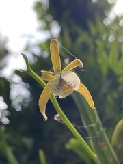 Prosthechea pterocarpa