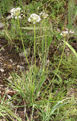 Allium denudatum