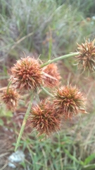 Rhynchospora holoschoenoides