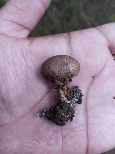 Sclerodermataceae image