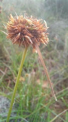 Rhynchospora holoschoenoides