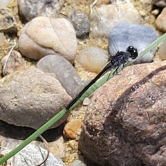 Erythrodiplax berenice