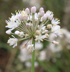 Allium denudatum