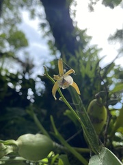 Prosthechea pterocarpa