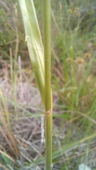 Rhynchospora holoschoenoides