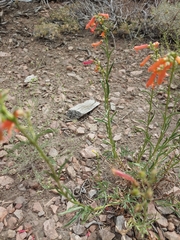 Penstemon rostriflorus