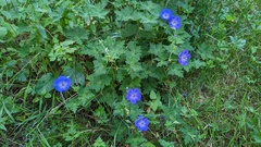 Geranium wallichianum