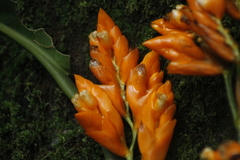 Stromanthe jacquinii