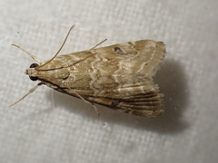 Hellula undalis