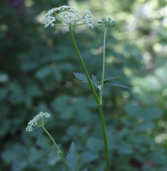 Ligusticum canbyi