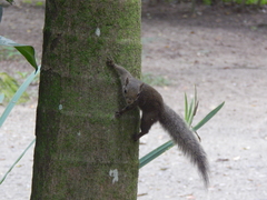 Sciurus aestuans