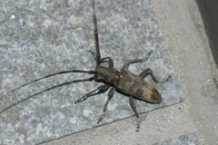 Acalolepta fraudatrix