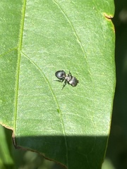 Cephalotes pusillus